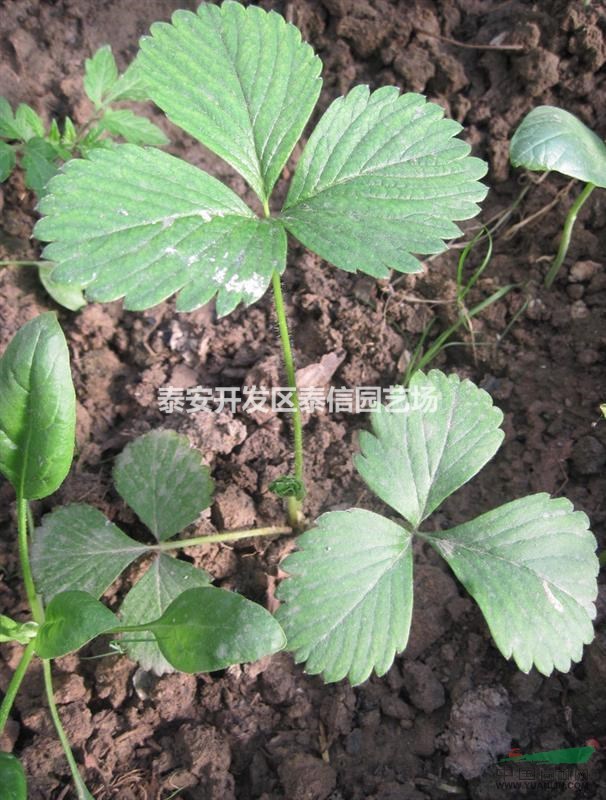供應(yīng)草莓苗、紅顏草莓苗