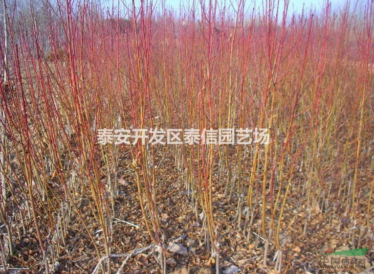 供應(yīng)油桃苗、中油系列油桃苗