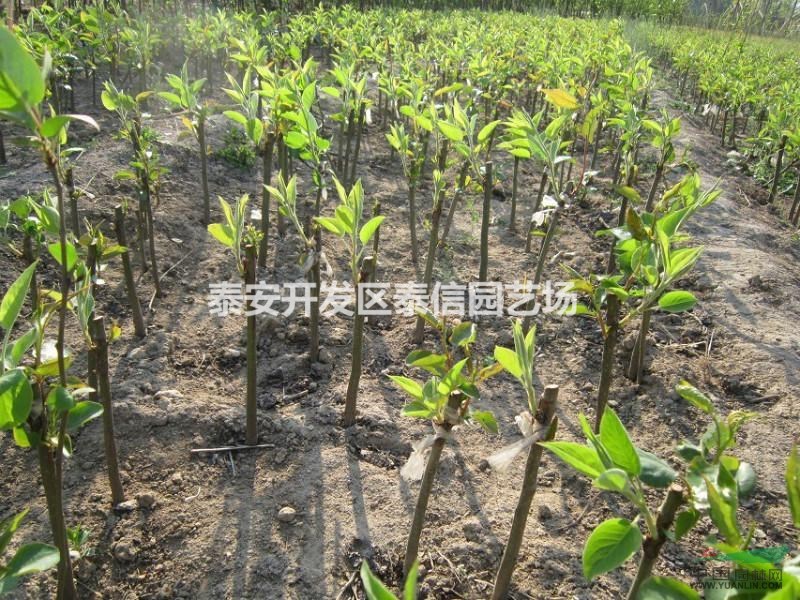 梨苗、秋月梨苗