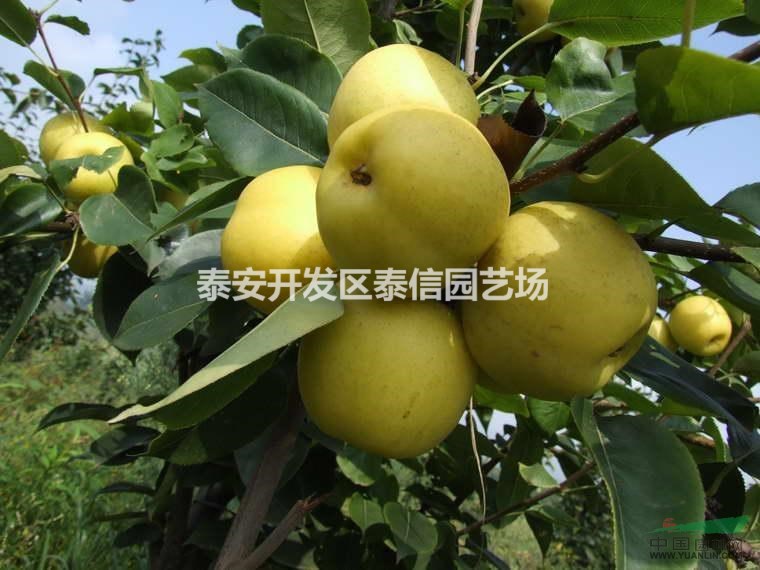 梨苗、秋月梨苗