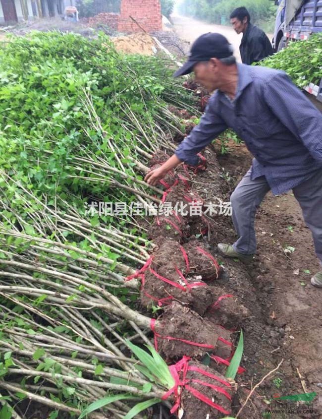 玫瑰木槿 紅花木槿 叢生木槿 獨桿木槿  木槿小苗園林綠化