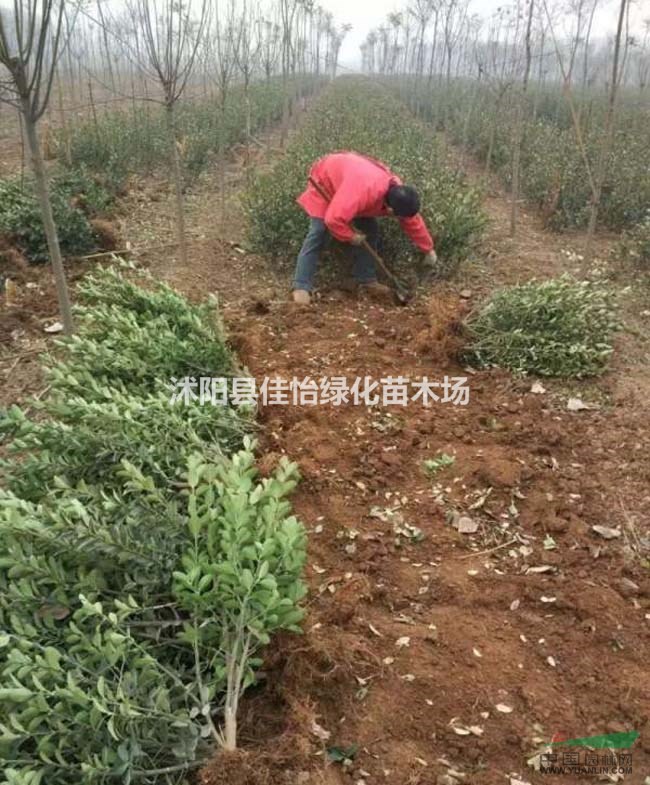 自家苗圃大葉黃楊大葉黃楊球 大葉黃楊苗園林綠化