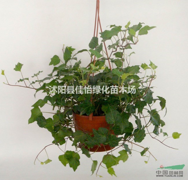 常春藤  常春藤小苗  小區(qū)綠化  園林綠化