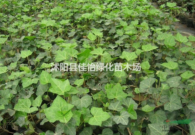 常春藤  常春藤小苗  小區(qū)綠化  園林綠化