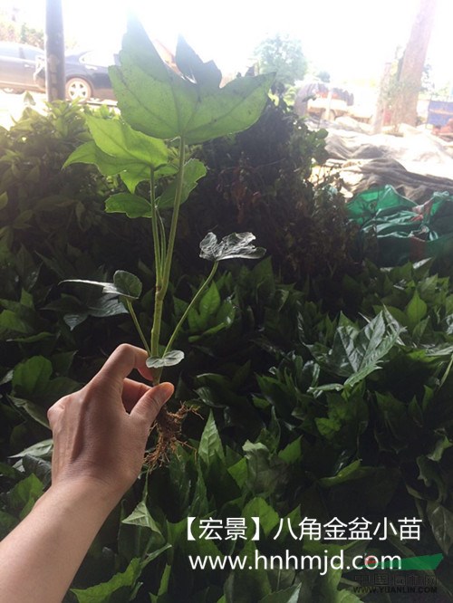 100萬(wàn)八角金盆小苗-海桐小苗-紅花檵木小苗齊齊甩賣找龔總