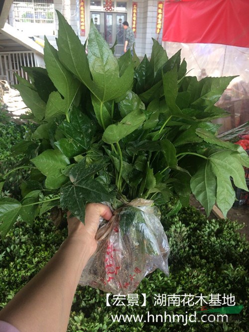 100萬(wàn)八角金盆小苗-海桐小苗-紅花檵木小苗齊齊甩賣找龔總