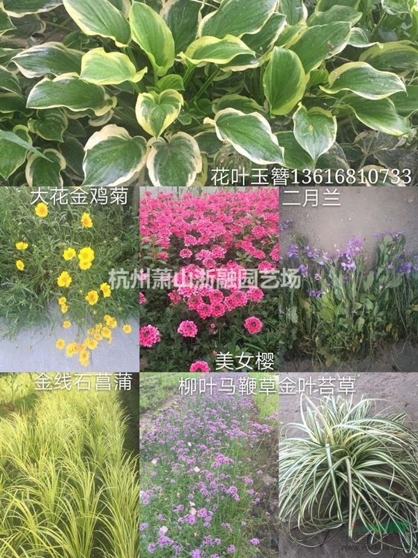 蕭山再力花 黃菖蒲 梭魚(yú)草 斑葉茫 馬蘭/玉帶草/莢迷/水蔥