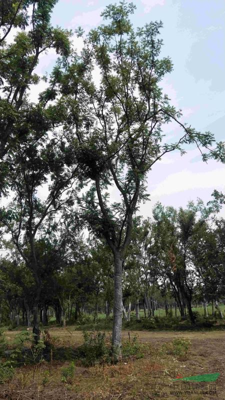 樸樹，榔榆，千頭椿，黃連木，烏柏，國槐，柿樹，法桐，各種鄉(xiāng)土