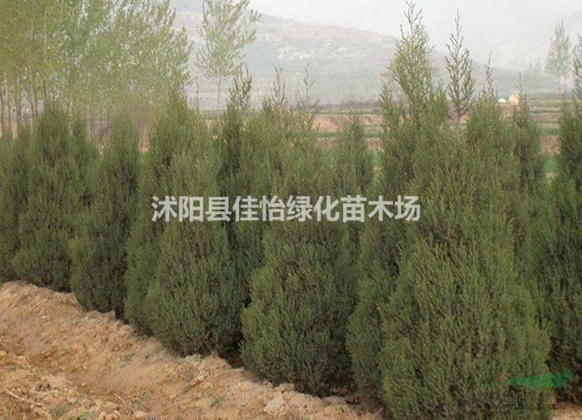 刺柏樹(shù)苗  刺柏小苗 刺柏苗圃 刺柏基地 刺柏價(jià)格園林綠化
