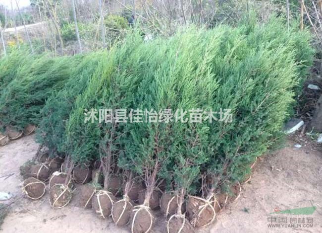 刺柏樹(shù)苗  刺柏小苗 刺柏苗圃 刺柏基地 刺柏價(jià)格園林綠化