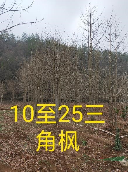 供应6-8公分的广玉兰    价格优惠