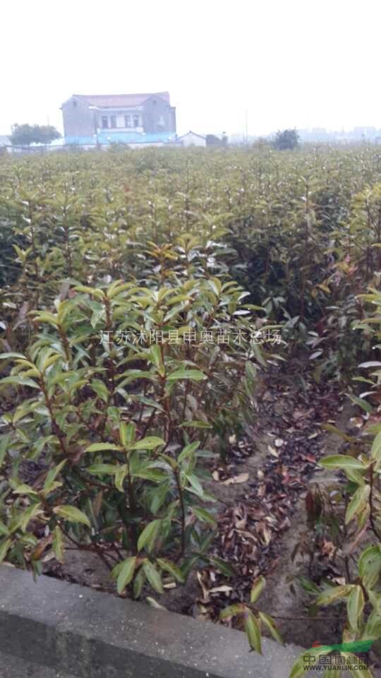 我苗圃長期批發(fā)供應(yīng)法國冬青小苗，法國冬青50公分高，1米高