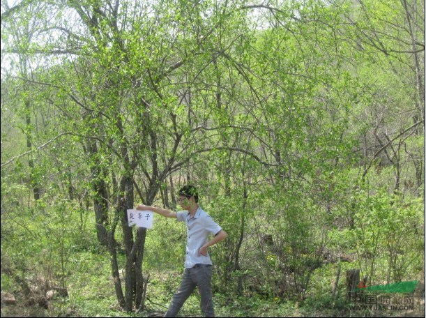 供應(yīng)胸徑8-10cm臭李子老蛙眼，桓仁和興苗木專業(yè)種植基地