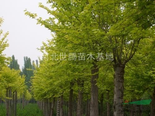 金葉榆價格 高桿金葉榆價格