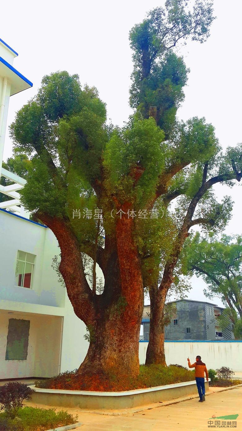 長期底價特供1.9直徑的野生大型香樟 大型紫薇 大銀杏