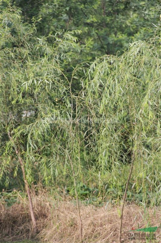 供應(yīng)垂柳樹，垂柳苗木工程，萬樹園林公司供應(yīng)