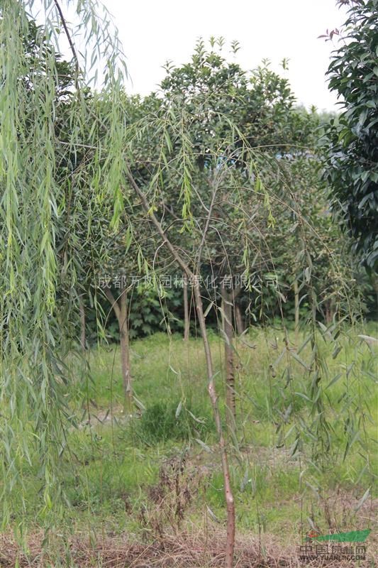 供應(yīng)垂柳苗木，苗木批發(fā)，萬樹園林公司供應(yīng)