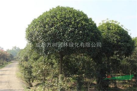 供應(yīng)桂花  成都高桿桂花  萬(wàn)樹園林公司供應(yīng)