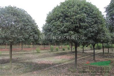 供應(yīng)桂花  成都高桿桂花  萬(wàn)樹園林公司供應(yīng)