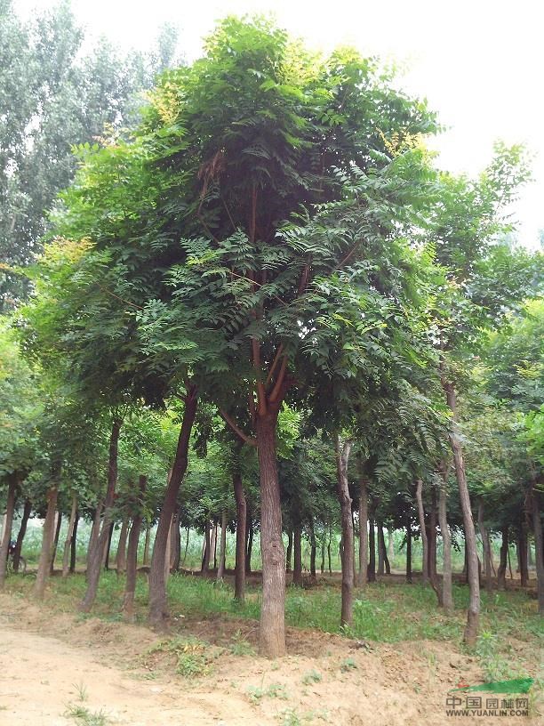 欒樹