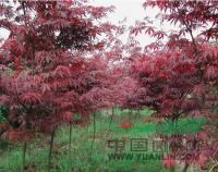 沭阳县江东园林苗木场常年大量供应红枫