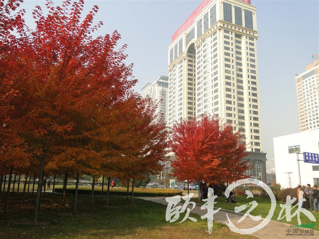 美國(guó)紅楓 秋火焰