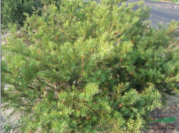 供應(yīng)胸徑2-10cm紅豆杉，桓仁和興苗木專業(yè)種植基地