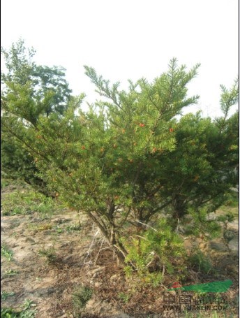 供應(yīng)胸徑2-10cm紅豆杉，桓仁和興苗木專業(yè)種植基地