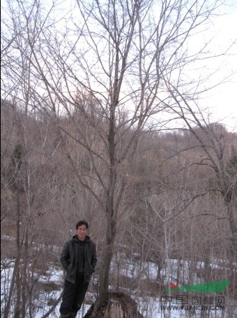 供應(yīng)胸徑8-16cm九角楓，桓仁和興苗木種植基地，九角楓最新