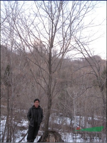 供應(yīng)胸徑8-16cm九角楓，桓仁和興苗木種植基地，九角楓最新
