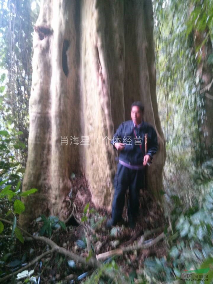 長(zhǎng)期底價(jià)野生大型紅皮馬林光直徑2.3米、大紫薇