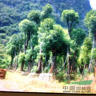 廣西長(zhǎng)期底價(jià)特供野生大香樟1.9直徑大型紫薇 大銀杏
