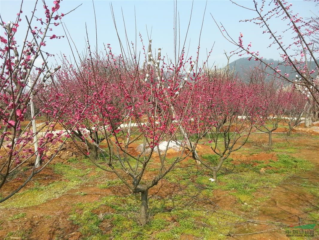 长兴红梅基地：供应原生,嫁接红梅,红梅古桩，（3-30公分）