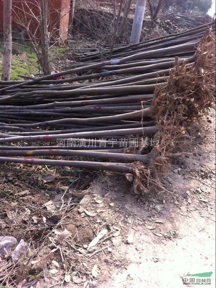 大量出售欒樹小苗和1-16公分工程用苗