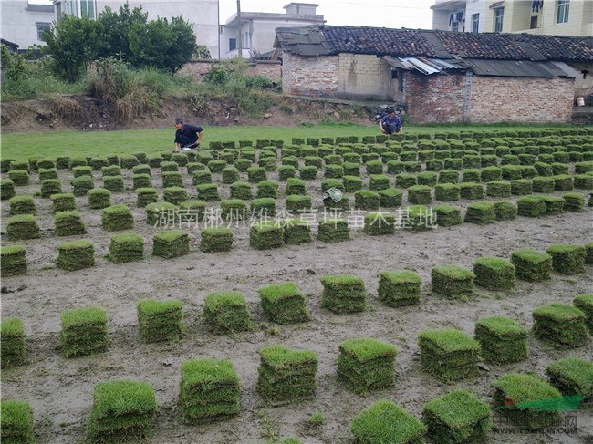 貴州草坪種植基地