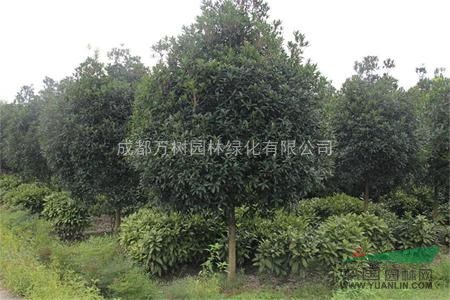 供應成都獨桿桂花 桂花批發(fā) 桂花照片 萬樹園林公司供應