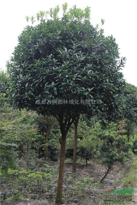 供應成都獨桿桂花 桂花批發(fā) 桂花照片 萬樹園林公司供應