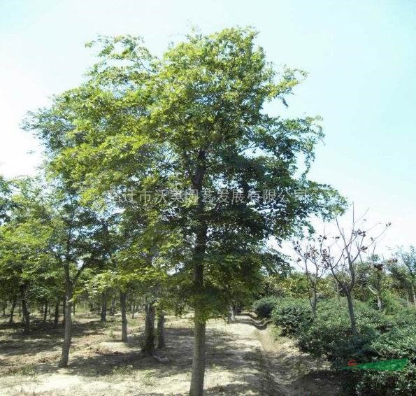 櫸樹、沭陽櫸樹基地、櫸樹苗、沭陽櫸樹