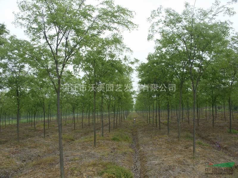 櫸樹、沭陽櫸樹基地、櫸樹苗、沭陽櫸樹