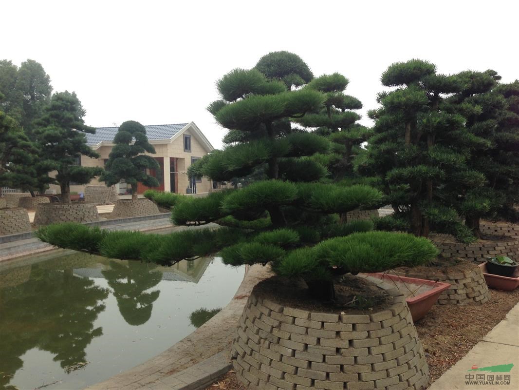 湖南精品桂花，友緣苗木精心培育，桂花小苗，湖南桂花最新價(jià)格