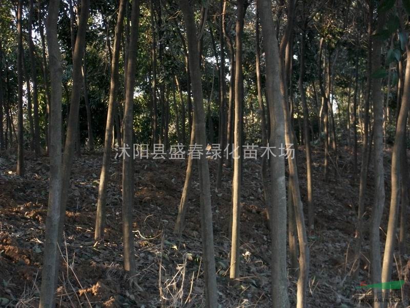 大量出售2014 高桿女貞5-12 公分低價(jià)供應(yīng) 各種工程綠