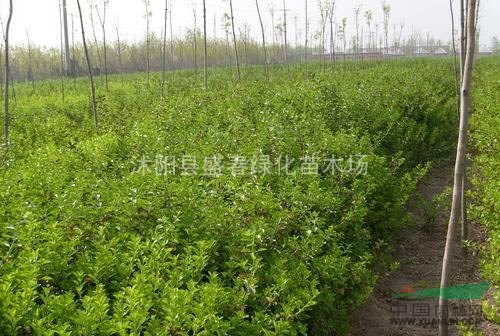 大量供應(yīng) 衛(wèi)矛 衛(wèi)矛小苗 衛(wèi)矛球 衛(wèi)矛價格 