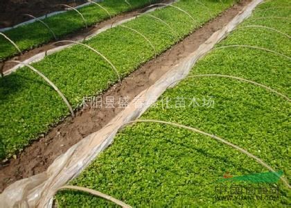 大量供應(yīng) 衛(wèi)矛 衛(wèi)矛小苗 衛(wèi)矛球 衛(wèi)矛價格 