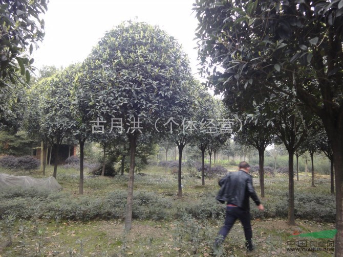 精品桂花