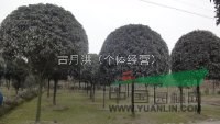 精品桂花