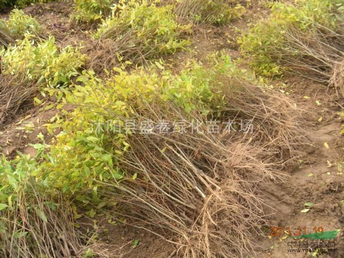 大量出售2014年 石榴 矮化牡丹花石榴 各種品種石榴 