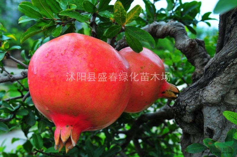 大量出售2014年 石榴 矮化牡丹花石榴 各種品種石榴 