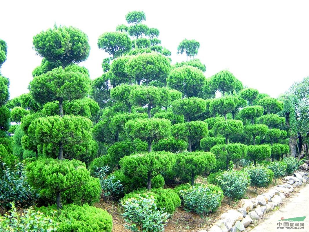 龍柏小苗價(jià)格，龍柏大苗價(jià)格