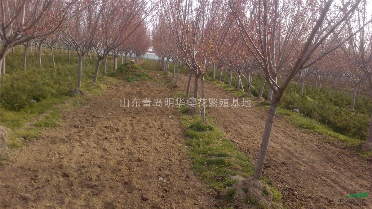 ｛山東雪松基地、雪松小苗基地|櫻花、櫻花基地｝山東雪松基地