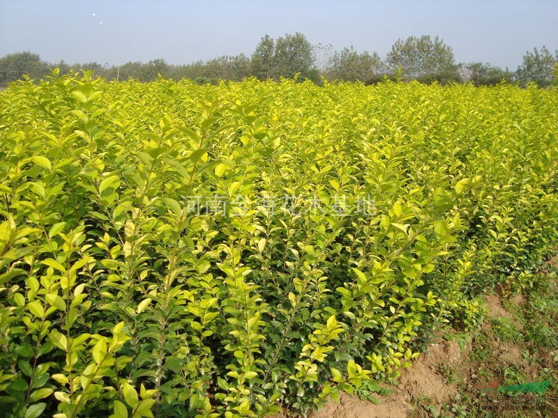 金葉女貞 河南金葉女貞 許昌金葉女貞大量供應(yīng) 鄢陵金葉女貞自家苗